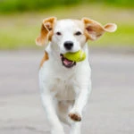 Pelota 1