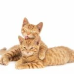 Gatos: Plaga moderna